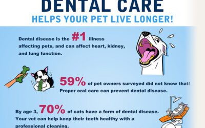 Pet Need Dental Care!