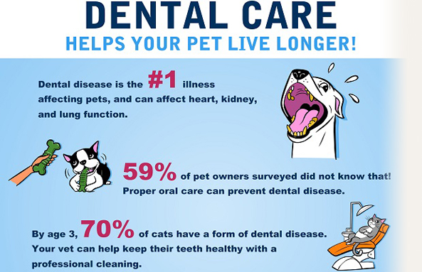 dental care image infographic
