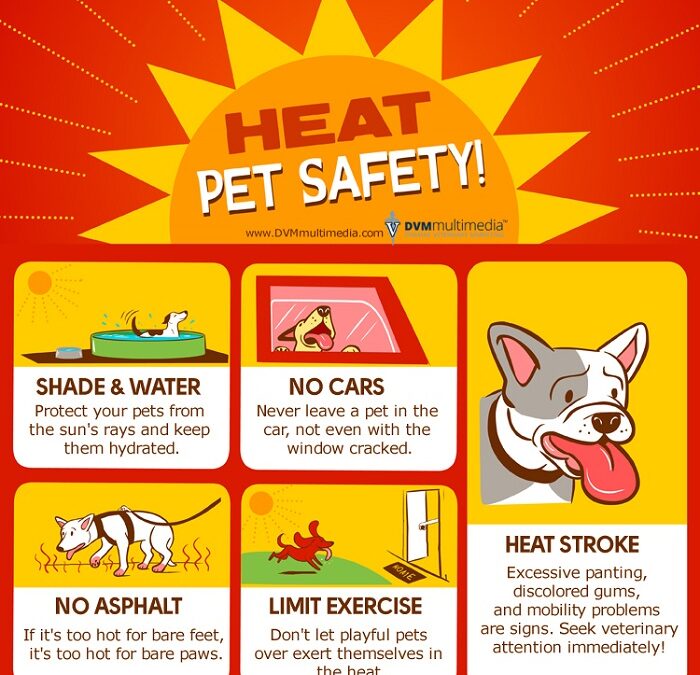 heat pet safety infographic
