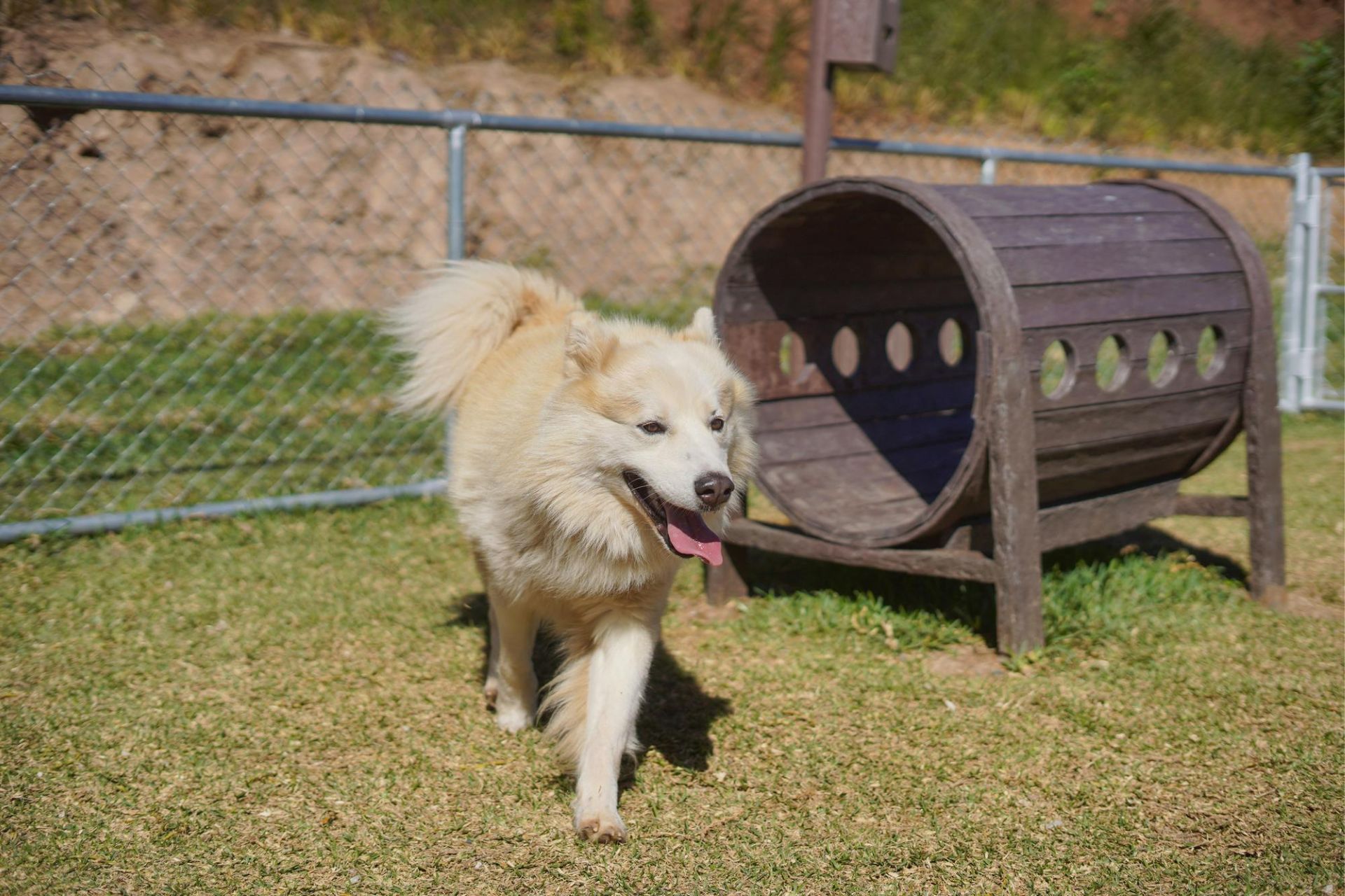 dog running very happy in the pet park in the day