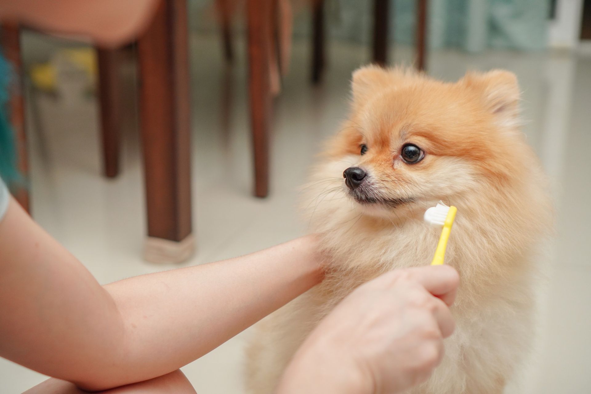 owner brushing dog's teeth
