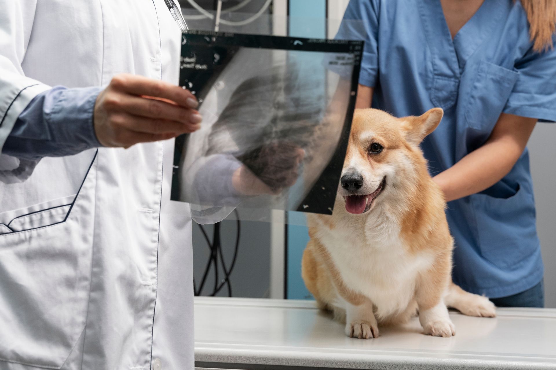 the dog looking at the x-ray