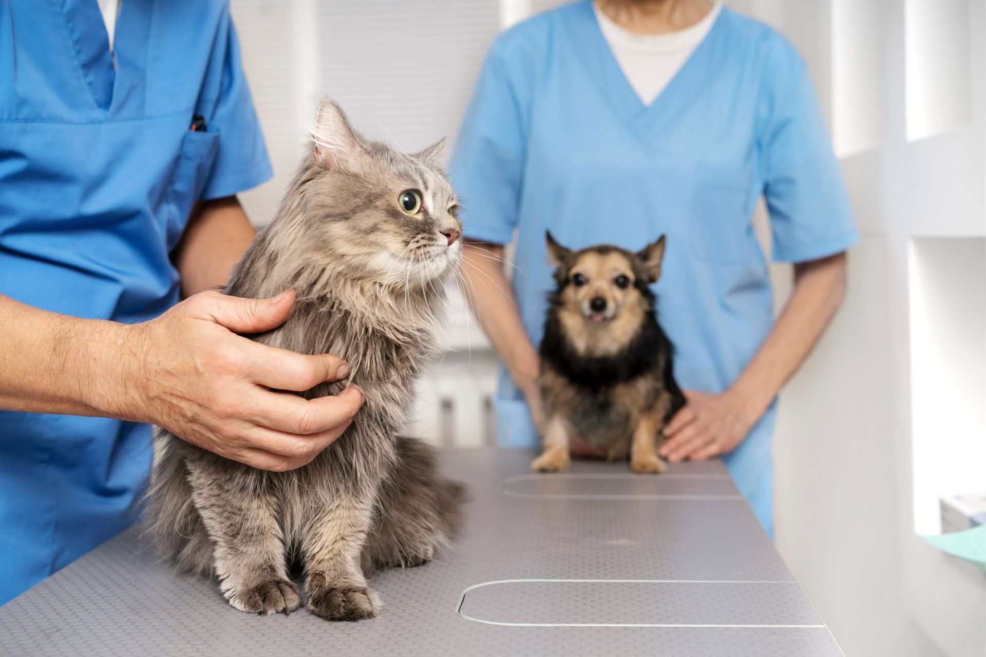 veterinary doctor taking care of pet