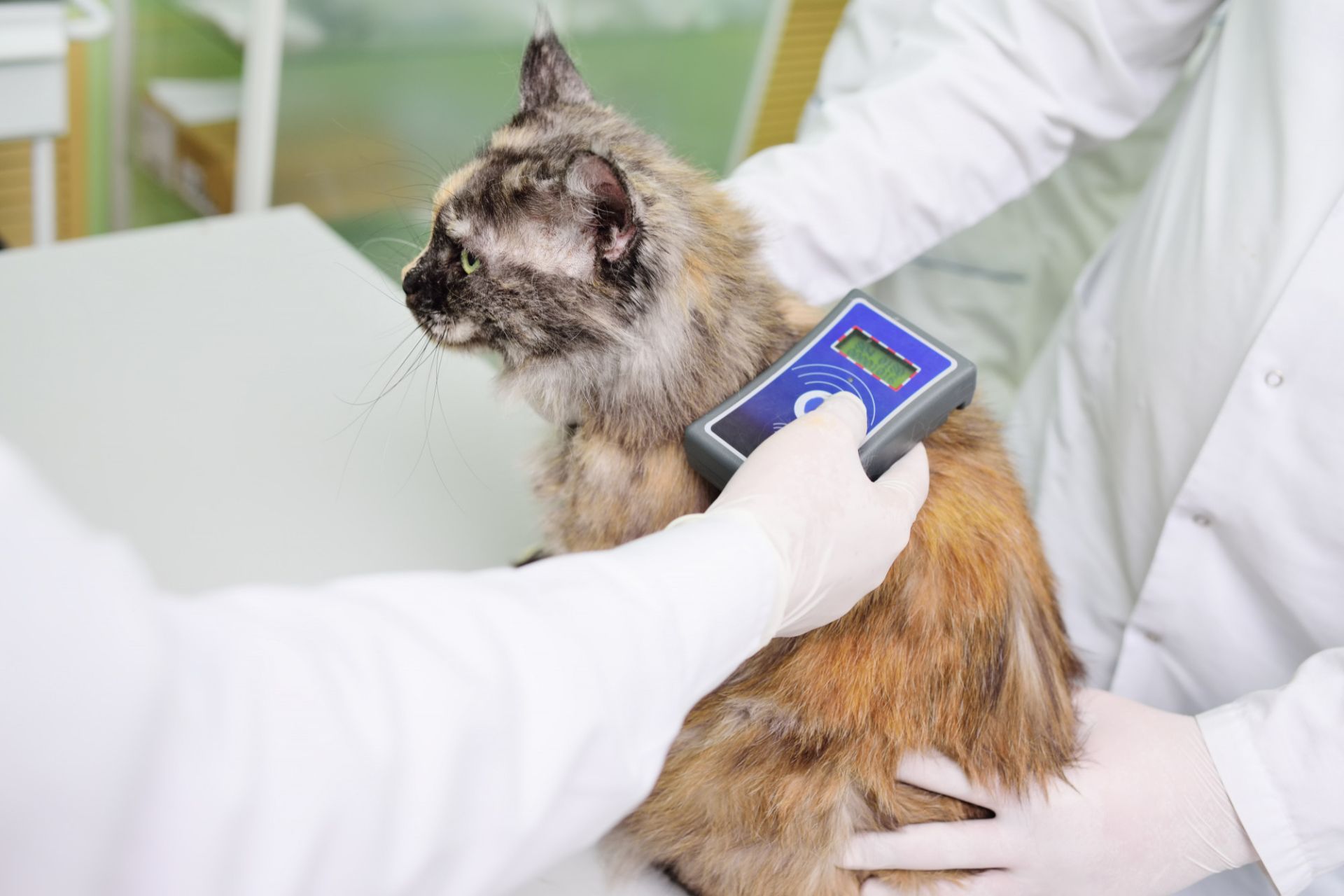 veterinarian is scanning a cat for a micro chip