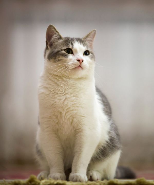 nice white and gray cat with green eyes sitting outdoors looking straight upwards on blurred light sunny