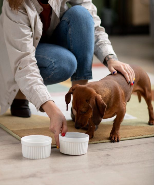 pet eating in a plastic bowl