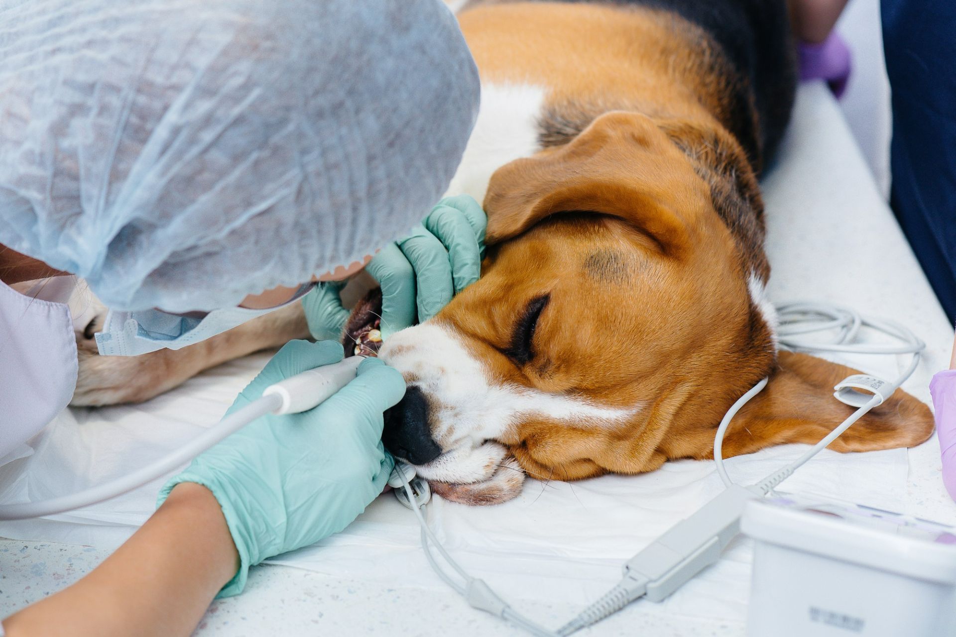 dental procedures in a modern veterinary clinic