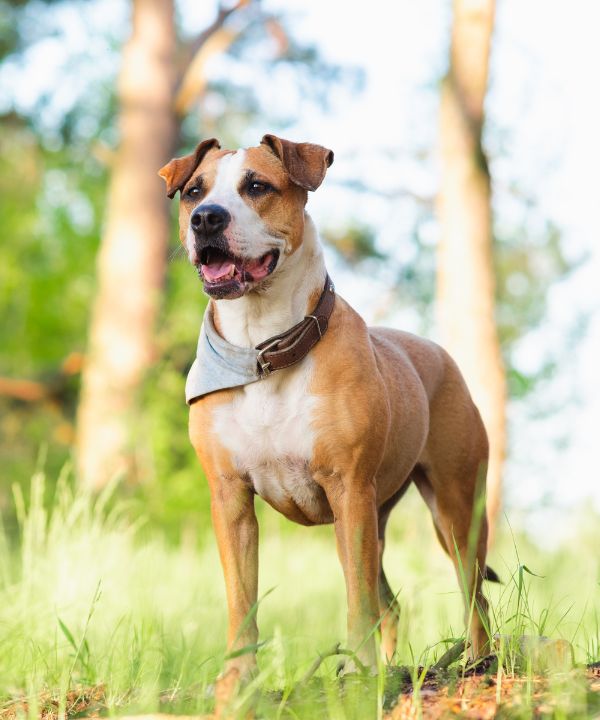 staffordshire terrier mutt outdoors, happy and healthy pets concept